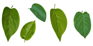 Beyaz arkaplanda yalıtılmış yeşil leylak yaprakları 