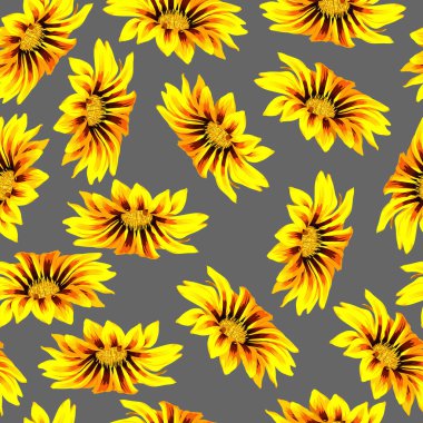 Gri bir arka planda turuncu gazania çiçekleri tomurcuklanmış kusursuz desen. 