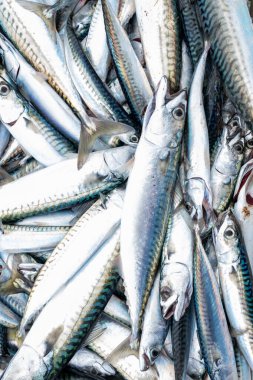 Kutu balığında bir balıkçı uskumru yakalamış.