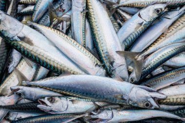 Balık avından sonra konteynırda uskumru balığı.