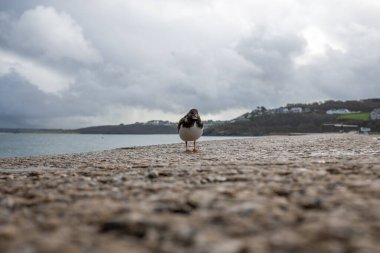 St. Cornwall İngiltere Limanı 'ndaki turnstone Kuşu. 