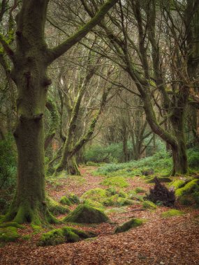 Trevaylor Ormanı Mısır Duvarı İngiltere Penzance yakınlarındaki İngiltere