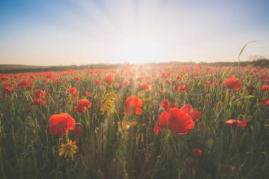 Kırmızı gelincikler tarlada