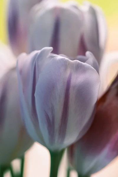 Close Bunch Tulips — Stock Photo, Image