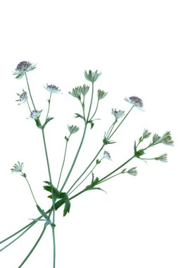 Beyaz arka planda Astrantia çiçeği 