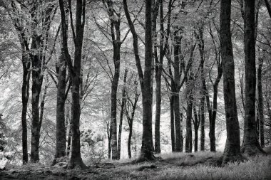 Infrared woodland in black and white cornwall england uk  clipart