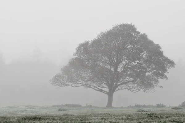 Misty Woodland Cornwall Idless Perto Truro — Fotografia de Stock