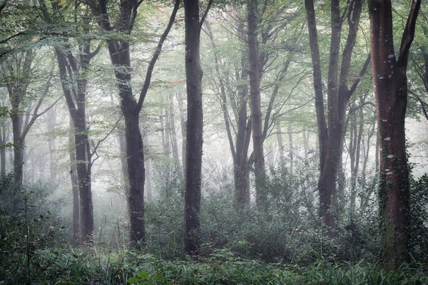英国康沃尔的薄雾林地 特鲁罗附近空旷无物 — 图库照片