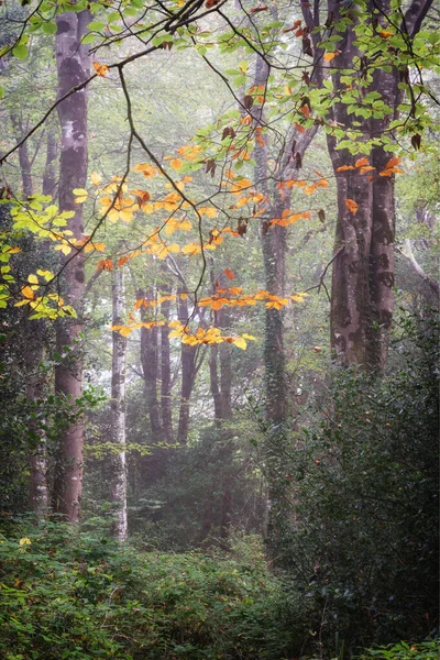 Misty Woodland Cornwall Idless Perto Truro — Fotografia de Stock