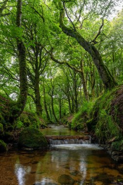 Cornwall İngiltere 'deki Woodland deresi 