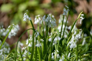 Yeşil yapraklı whiteBell çiçekleri 