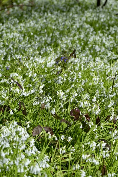 Witte Bel Bloemen Met Groen Gebladerte — Stockfoto