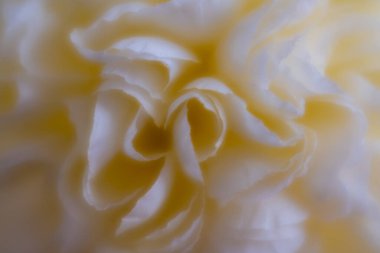 Yumuşak odaklı makro bitki 