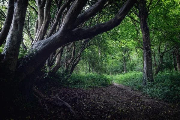 英国康沃尔荒芜的春天童话森林 用老山毛榉树 — 图库照片