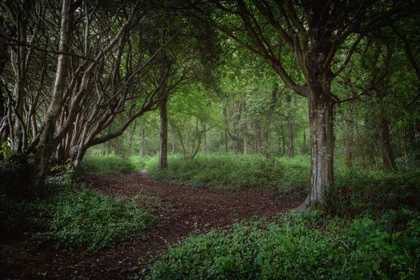 春のおとぎ話の森コーンウォール英国 古いブナの木で — ストック写真