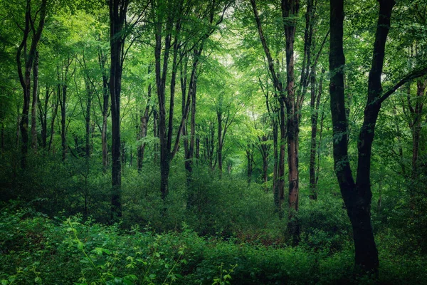 春のおとぎ話の森コーンウォール英国 古いブナの木で — ストック写真