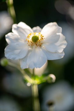 Yeşil arka planda Japon şakayığı 