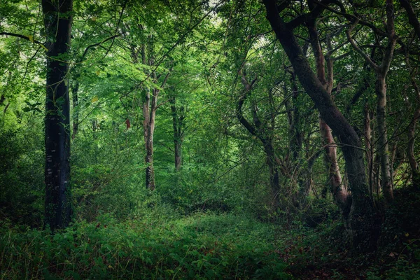春の緑のメルヘンの森 コーンウォール イギリス近くトゥルーロ — ストック写真