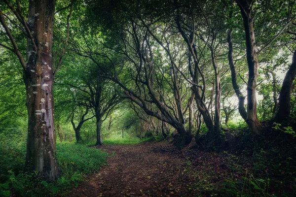Spring Green Fairytale Woodland Idless Cornwall England Truro — Stock Photo, Image
