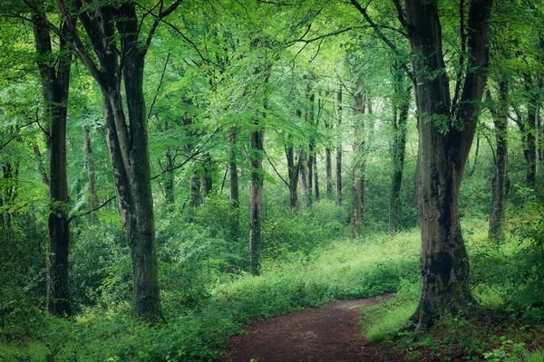 Весенне Зеленый Сказочный Лес Бездельничающий Васильковый Англанд Возле Труро — стоковое фото