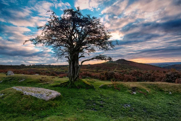 Vecchio Albero Biancospino Sul Dartmoor Devon Inghilterra — Foto Stock