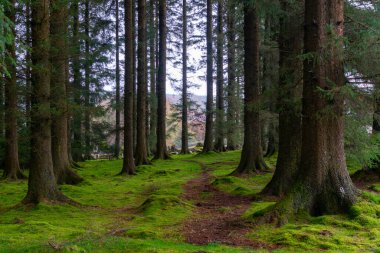 Dartmoor Çam Ormanı Devon İngiltere 