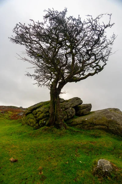 Vecchio Albero Biancospino Sul Dartmoor Devon Inghilterra — Foto Stock