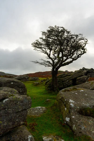 Dartmoor Devon England Uk的老山楂树 — 图库照片