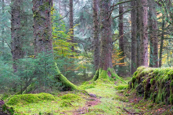 Dartmoor Pine Woodland Devon England — Foto de Stock