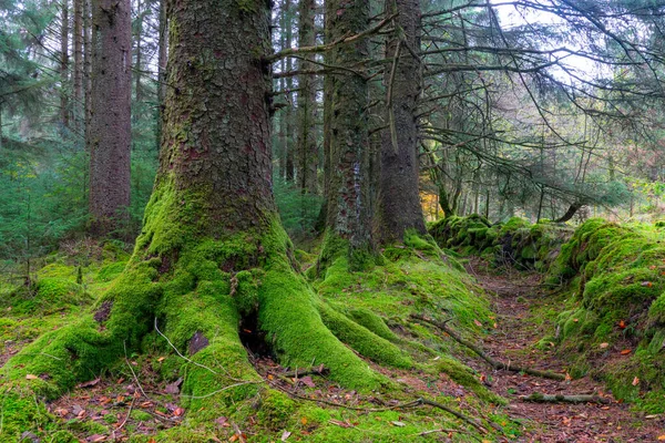 Dartmoor Pine Woodland Devon England — Fotografia de Stock