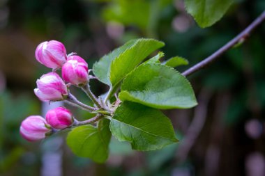 Elma çiçeği ağacı pembe ve beyaz 