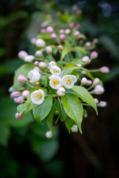 Άνθος Δέντρου Prunus Ροζ Και Λευκό — Φωτογραφία Αρχείου