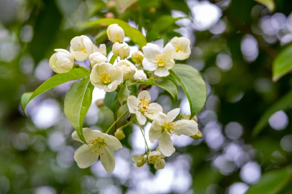 stock image Prunus tree blossom pink and white 