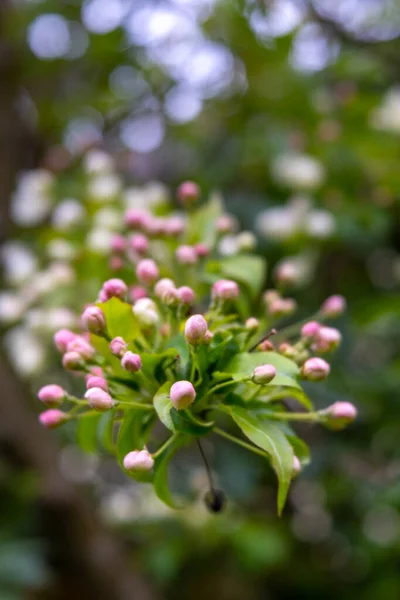 Цветок Чернослива Розовый Белый — стоковое фото