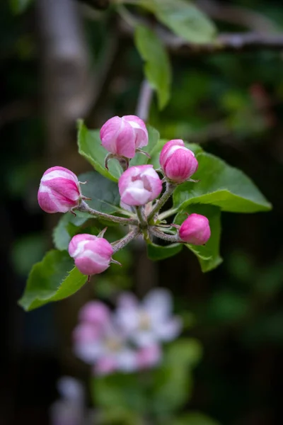 분홍빛 사과나무 — 스톡 사진