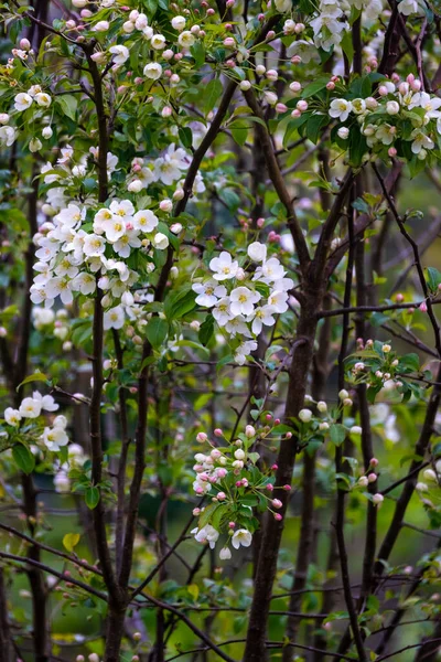 Пруне Дерево Розквітне Рожево Біле — стокове фото