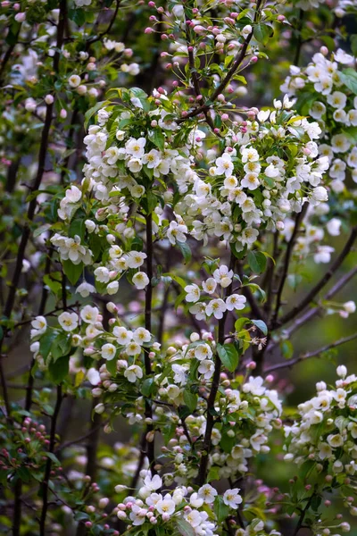 Prunus Árvore Flor Rosa Branco — Fotografia de Stock