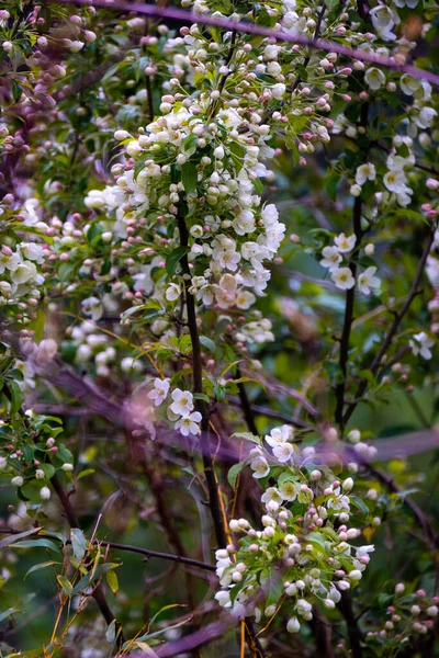 Άνθος Δέντρου Prunus Ροζ Και Λευκό — Φωτογραφία Αρχείου