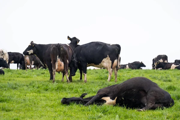Black White Cows Field — Stock Photo, Image