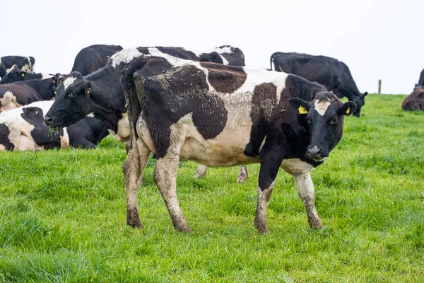 Black White Cows Field — Stock Photo, Image