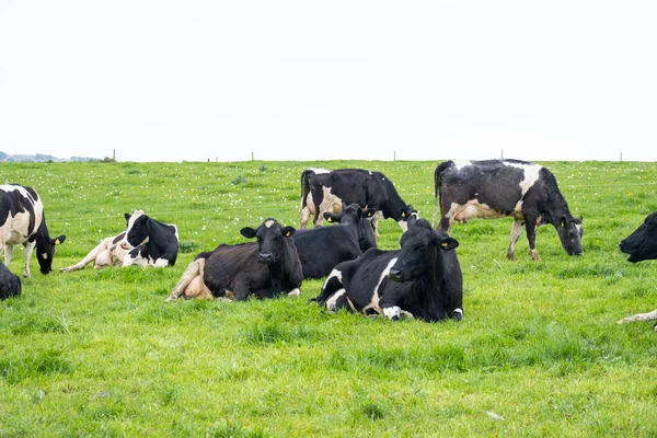Vacas Blancas Negras Campo —  Fotos de Stock