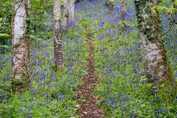 Bluebells Δάσος Cornwall Αγγλία Ηνωμένο Βασίλειο — Φωτογραφία Αρχείου