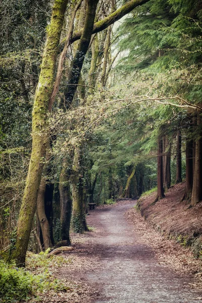 Cornish Woodland Cornwall England — Stockfoto