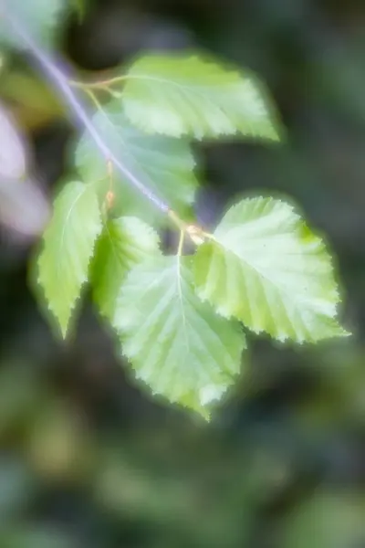 Makro Roślin Miękkiej Ostrości — Zdjęcie stockowe