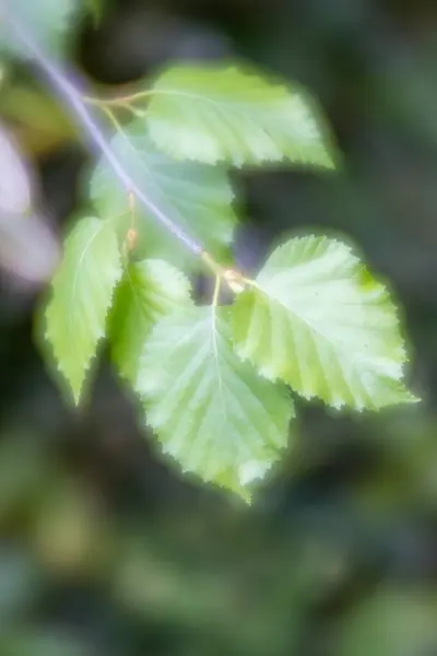 Makropflanze Weichen Fokus — Stockfoto