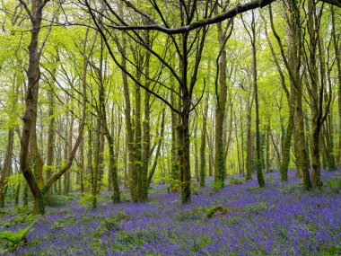 BlueBell Ormanı Cornwall İngiltere 