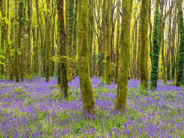 BlueBell Ormanı Cornwall İngiltere 