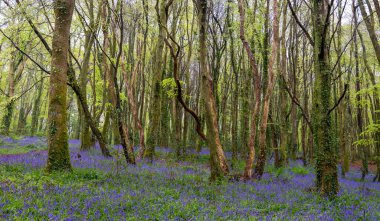 BlueBell Ormanı Cornwall İngiltere 
