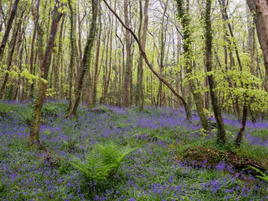 BlueBell Ormanı Cornwall İngiltere 