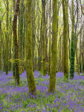 BlueBell Ormanı Cornwall İngiltere 